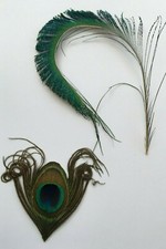  Peacock Natural Feather
