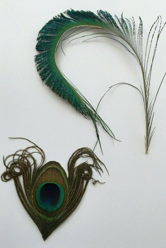 Peacock natural feather - ,