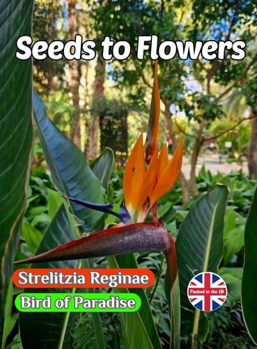 Strelitzia reginae bird - strelitzia, of