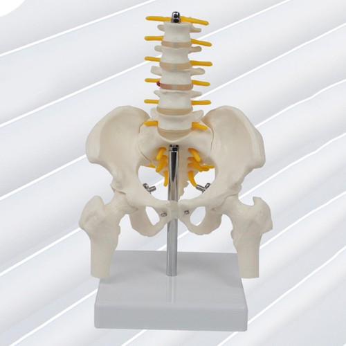 Pvc human pelvis skeleton - pvc,