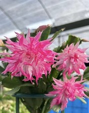 Schlumbergera Cactus Pink