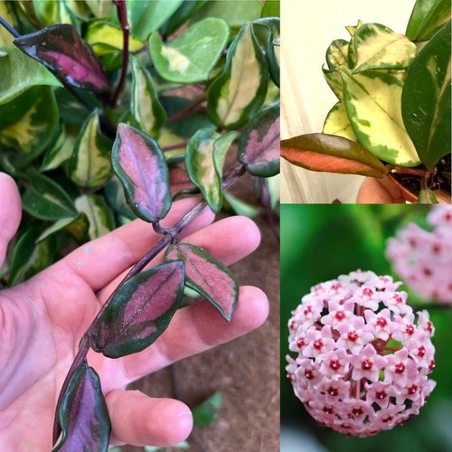Hoya carnosa tricolor - carnosa,