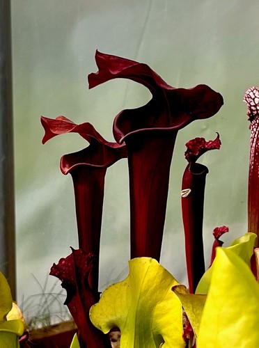 Sarracenia asbo rita - sarracenia, x