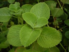 Indian Borage / Spanish Thyme / Cuban Oregano / Mexican Mint - Well Rooted Plant