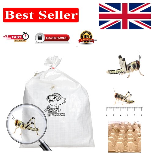 Nutritious live locusts 100 - live,