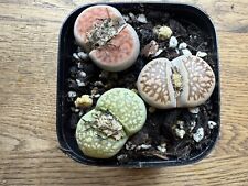 mixed 3 Large Lithops( 2.5-3.0