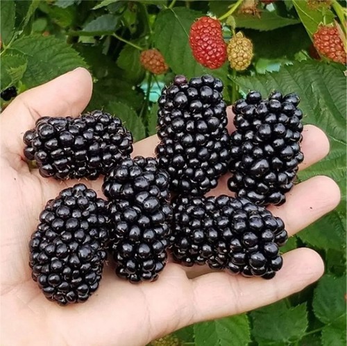 Blackberry litre pot - blackberry,