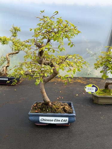 Chinese elm trunk - s,