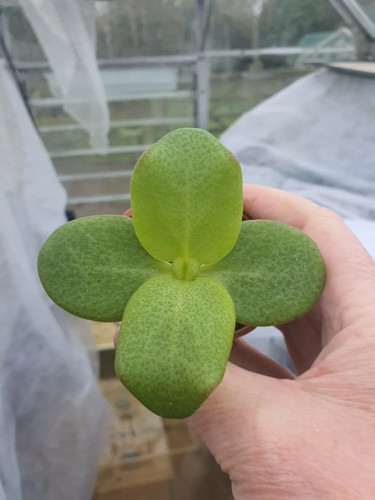 Crassula multicava fairy - multicava,