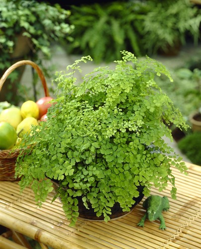 Adiantum raddianum maidenhair - adiantum,