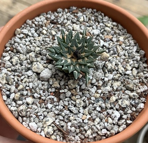 Ariocarpus kotschoubeyanus - ariocarpus,