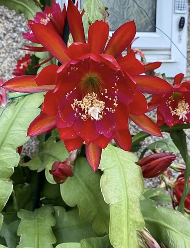 Epiphyllum orchid red cactus - orchid,