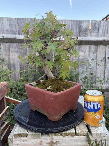 Japanese maple - japanese, palmatum)