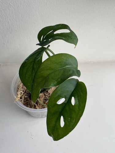 Monstera adansonii aka monkey - adansonii,