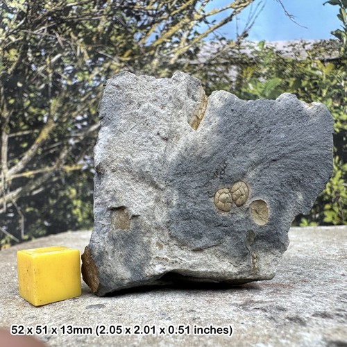 Very rare british cambrian - british,