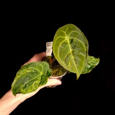 Anthurium forgetii Variegated