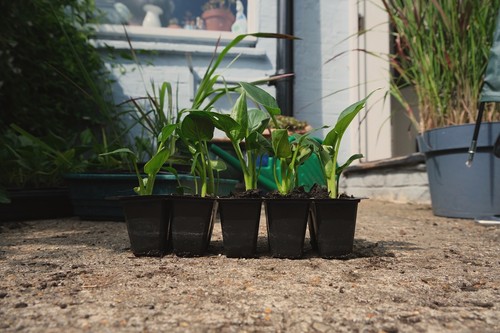 Arum lily plants small - lily,
