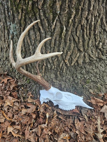Whitetail euro half - euro,
