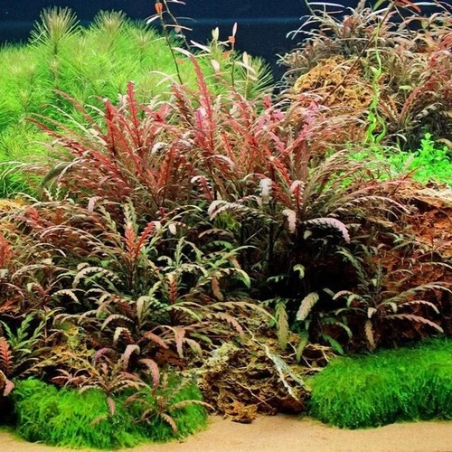 Hygrophila pinnatifida live - hygrophila,