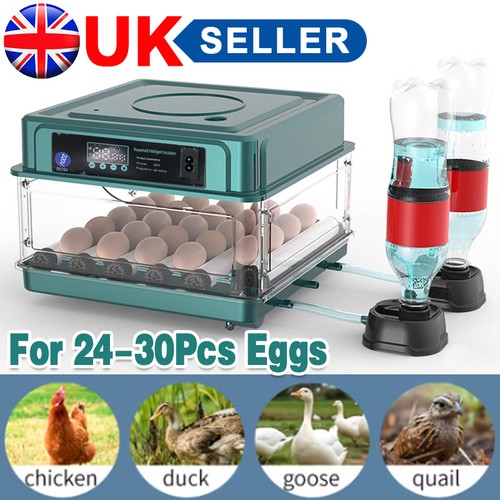 36x eggs fully - eggs,