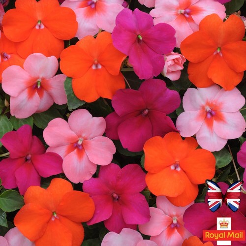 Impatiens seeds busy lizzie - impatiens,
