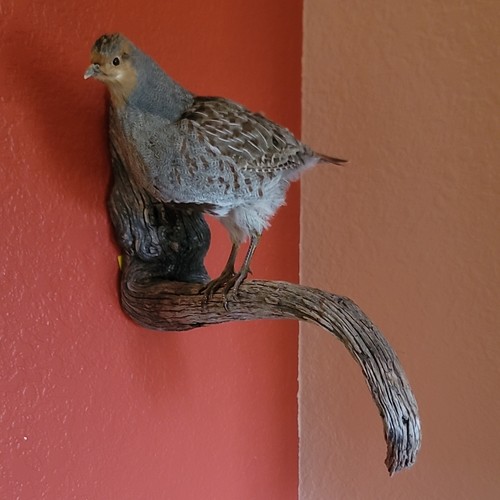 Gray hungarian partridge - gray/hungarian,