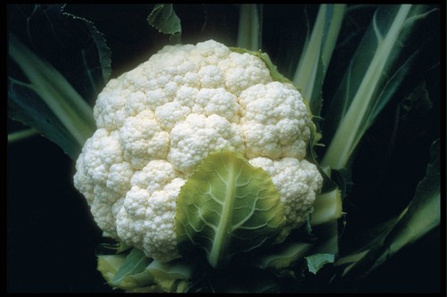 Cauliflower all year round - year,