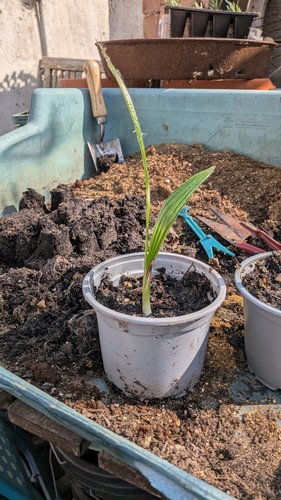 Palm tree plant trachycarpus - plant, -trachycarpus