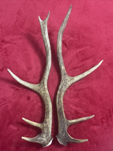 Pair red deer - of,