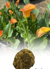 1-10 ZANTEDESCHIA FLAME CALLA