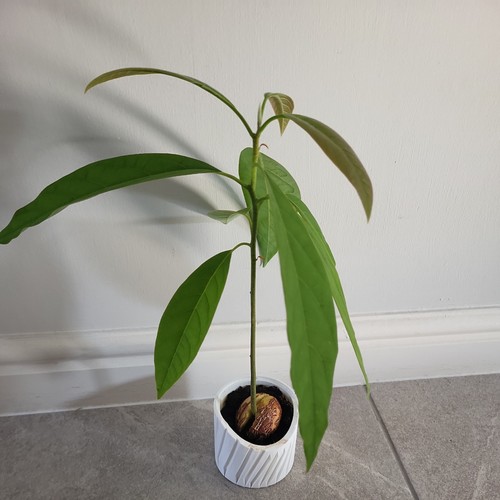 Avocado plant from seed - avocado, in