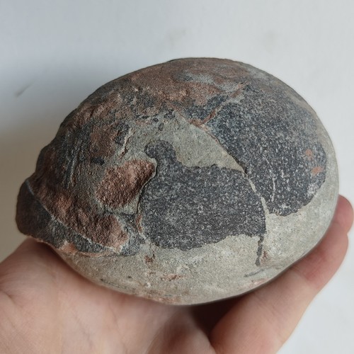Jurassic age dinosaur egg - age,