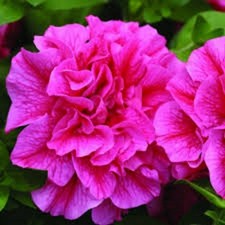 3  X  MIX  TE  DOUBLE FLOWERED