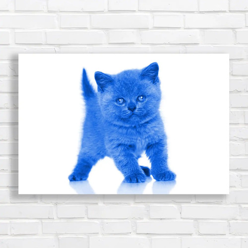 Adorable british shorthair - adorable,