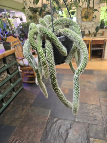 Large monkey tail - monkey,