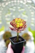 LIVE PLANTS - Aeonium 'Rosie