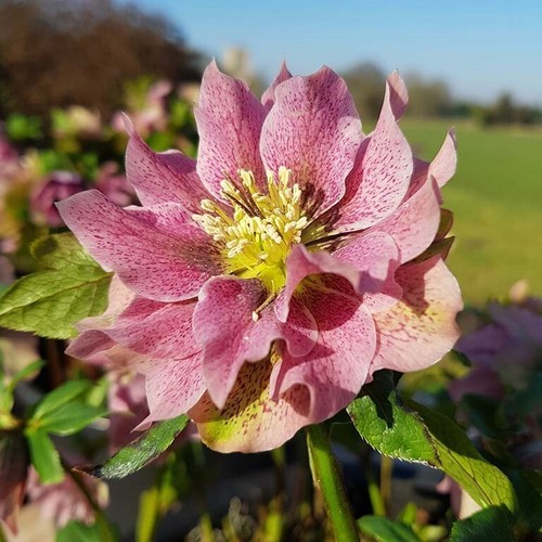 Helleborus hellebore - helleborus,