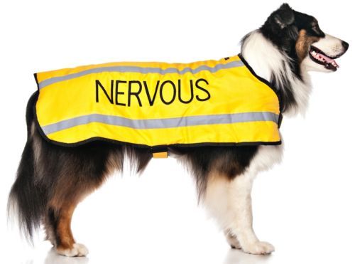 Pet dog coats - nervous, yellow
