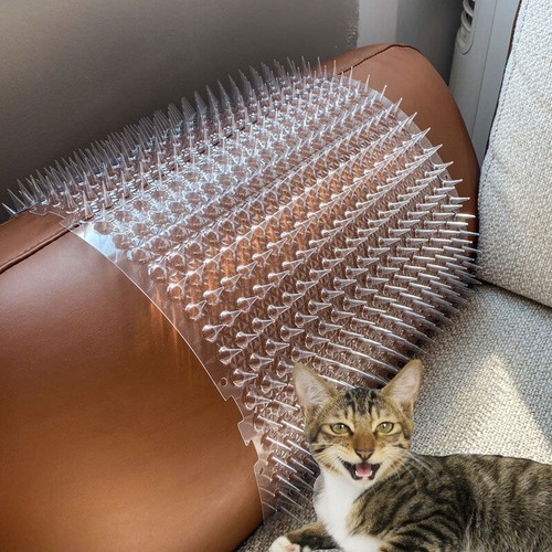 Cat scat mat spike - cat,