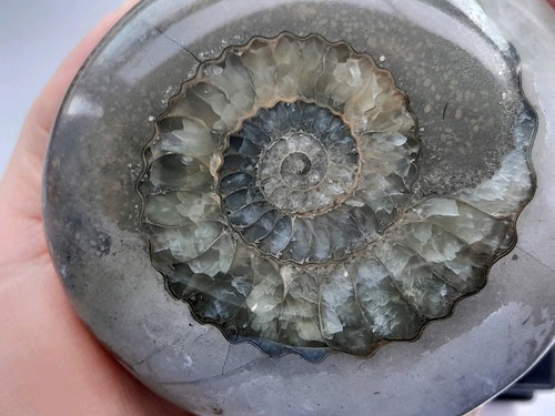 Large polished fossil ammonite - large,