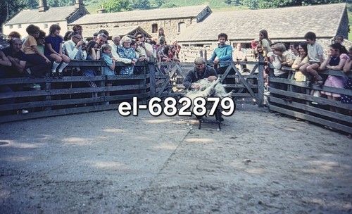 Original slide sheep shearing - original,