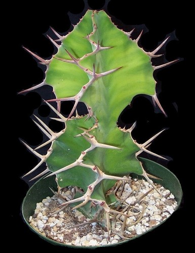 Euphorbia grandicornis 10 - euphorbia,