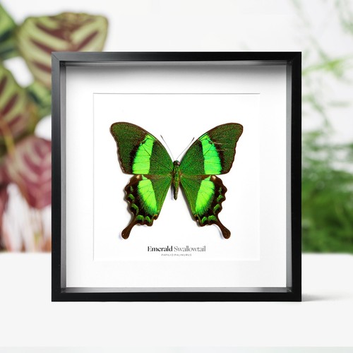 Emerald swallowtail butterfly - swallowtail,