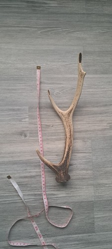 Natural shed sika deer three - sika,