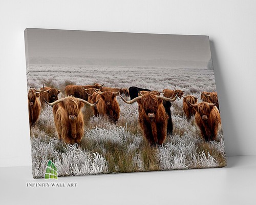 Highland cows field canvas art - cows,