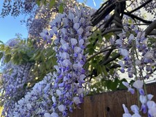 Wisteria Climbing Plant