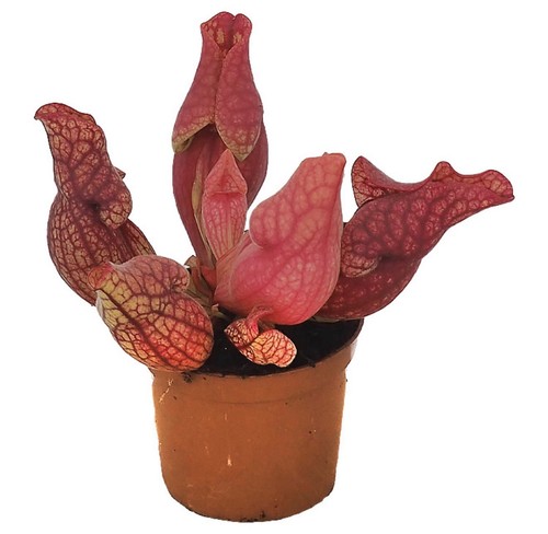 Sarracenia purpurea ssp - sarracenia,