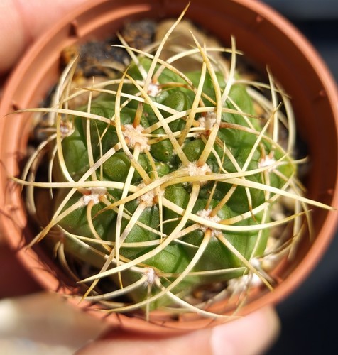Gymnocalycium monvillei - gymnocalycium,