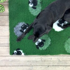 Sheep in Green Field Vet