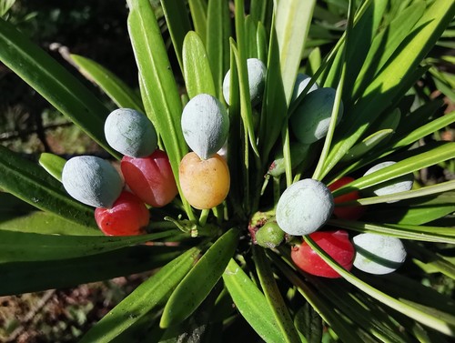 Podocarpus macrophyllus - 2x,